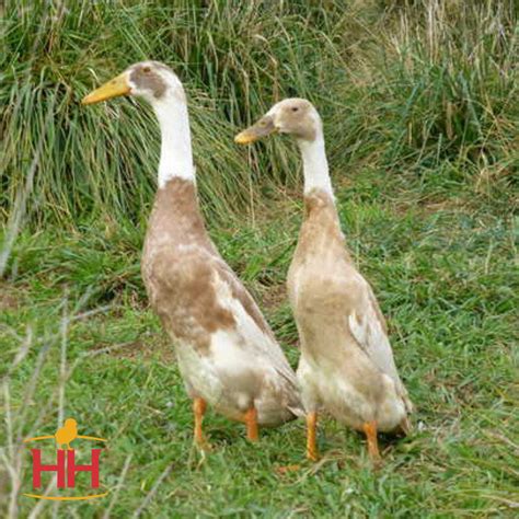 Fawn and White Runner Duck- Straight Run | Hoover's Hatchery