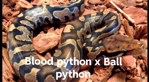 Image result for Carpet Ball Python Hybrid