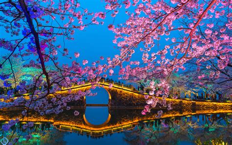 无锡太湖鼋头渚樱花已盛开，错过这个周末就等明年吧_吉野樱