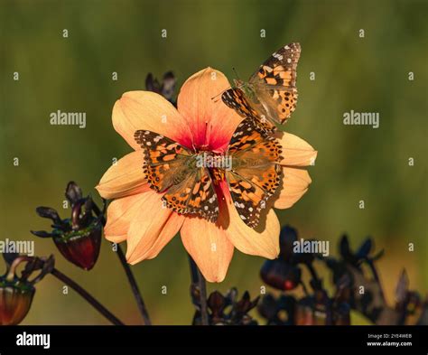 A group of butterflies called Painted Ladies gathered on a Peach colored Dahlia bloom during a ...