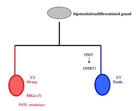 Decoding Dmrt1: Insights into vertebrate sex determination and gonadal sex differentiation