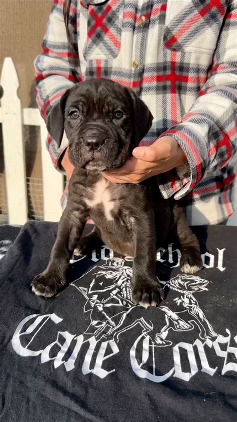 Cane Corso Cost 的图像结果