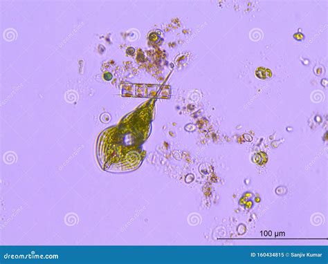 Phacus Pond Water Drop Under A Microscope Stock Image | CartoonDealer ...