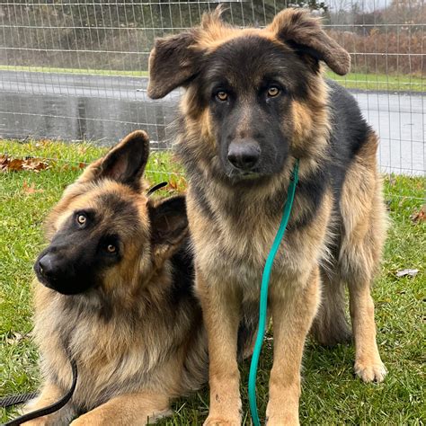 Image result for Behavior Modification for Dogs