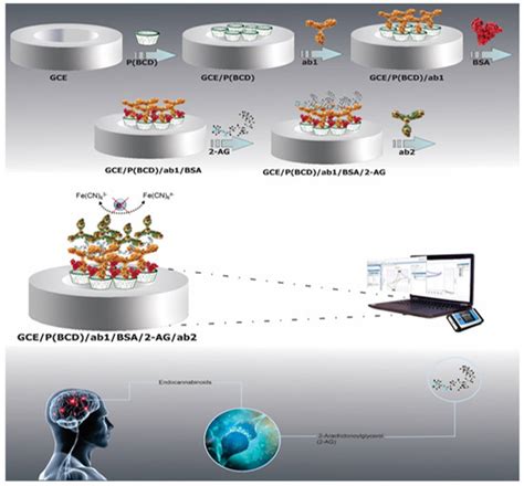 Biosensors | Special Issue : Advances in Amplification Methods for ...