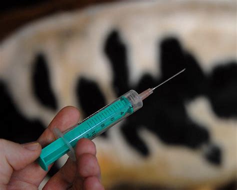 Alternativ statt Antibiotika | agrarheute.com