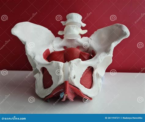 Anatomy Location of Female Pelvis with Muscles Closeup Stock Image - Image of floor, pelvis ...