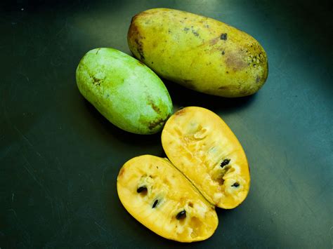 Nord Exotic - The Pawpaw: A Forgotten Nordic Fruit