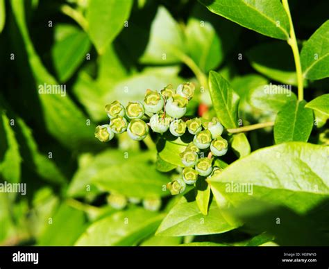 Vaccinium corymbosum - northern highbush blueberry Stock Photo - Alamy