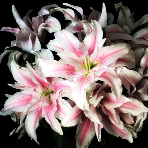 How To Plant Rose Lily at Bruce Karp blog