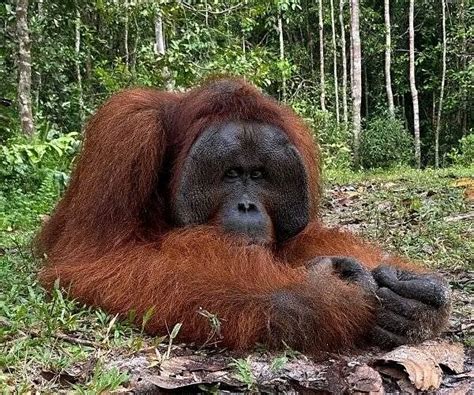 ORANGUTAN TOUR KELOTOK (2025) All You Need to Know BEFORE You Go (with ...