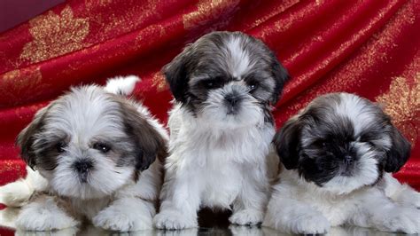 Cute Shih Tzu Puppies HD Wallpaper for Desktop Background by BlueTechWizard