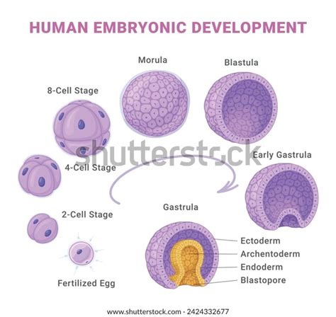 Image result for Types of Embryonic Development