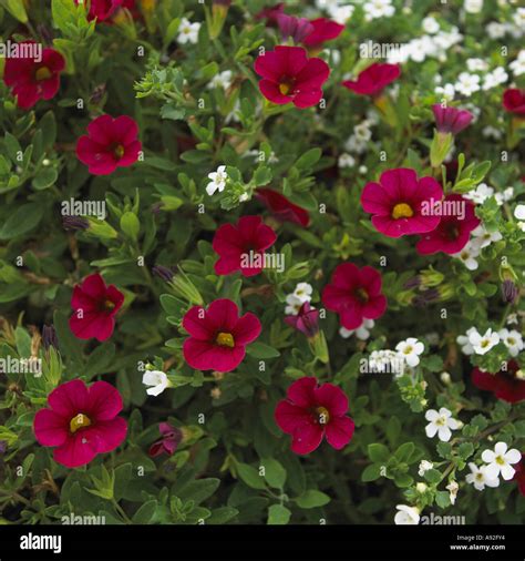 Millions of Bells Stock Photo - Alamy