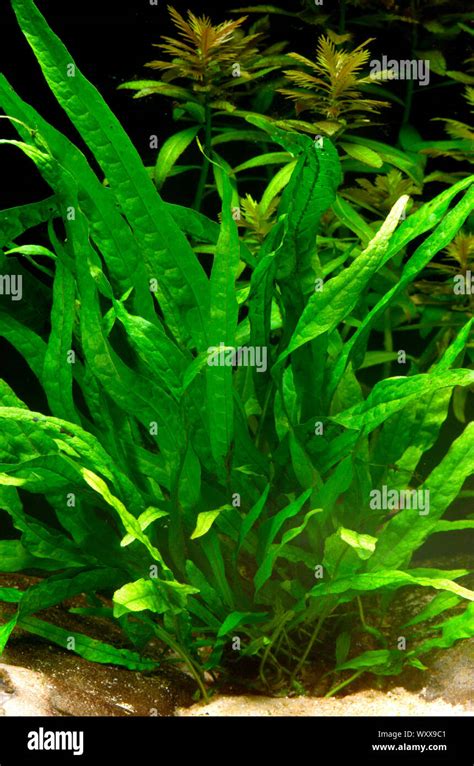 Java Fern Small Leaves at Tip 的图像结果