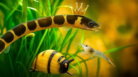 Discover how to build a self-sustaining aquarium?