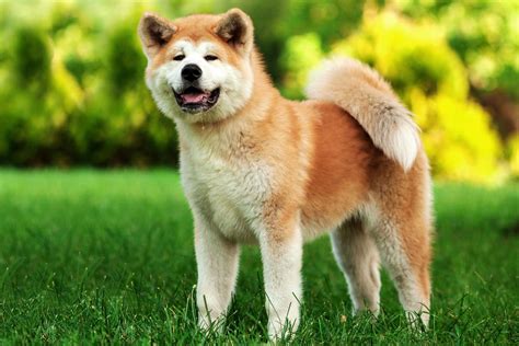 Family Dog Breed Info