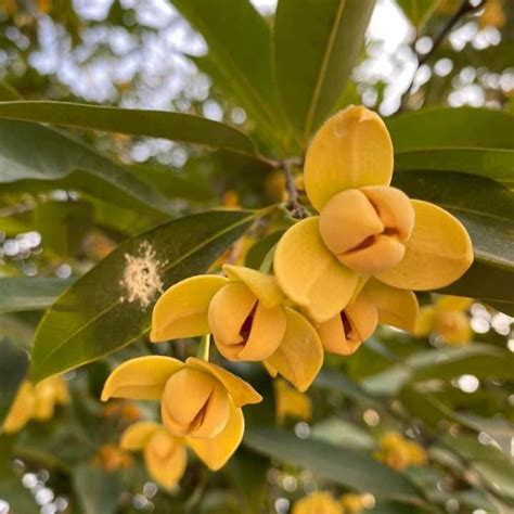 Rumdul Fruit Plant (Sphaerocoryne Affinis) – veliyathgardens