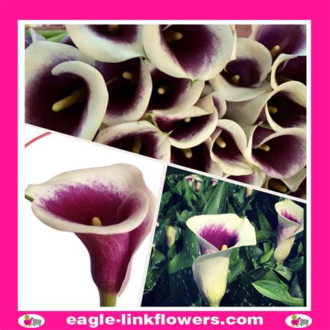 Purple Calla Lily Flower Pictures