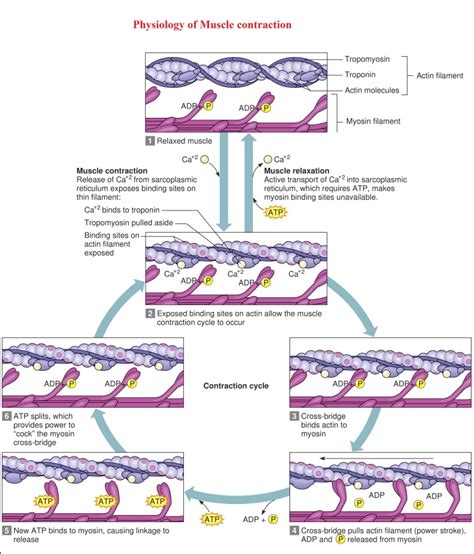 Image result for Muscle Contraction Functional Task