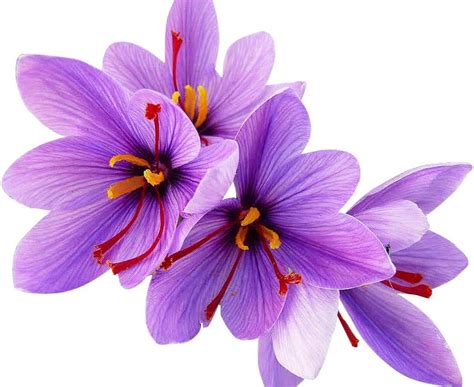 MardeRoss&Company 10 Jumbo Saffron Crocus Sativus Corms - 10 cm Giant ...