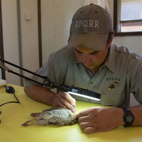 Quail Predators 的图像结果