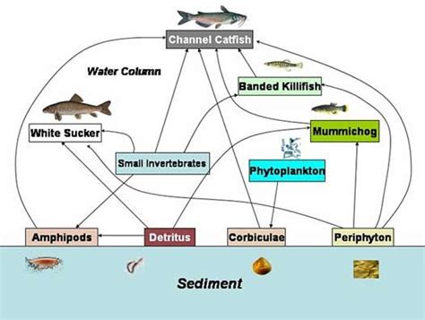 Biomagnification 的图像结果