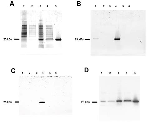 Microcalorimetric Investigations of Reversible Staphylococcal ...