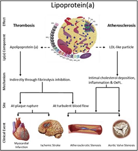 What Increases Lipoprotein A