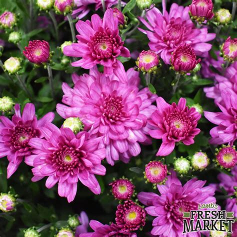 Lamb's Fresh Market (@lambsfreshmarket) • Instagram photos and videos