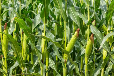 Premium Photo | Corn field close up selective focus green maize corn ...