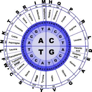 DNA Codon 的图像结果