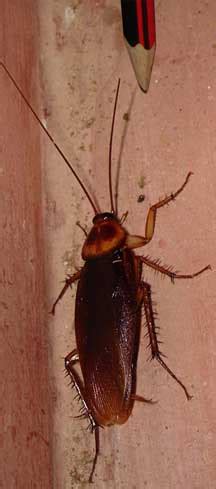 Flying Cockroach Meme 的图像结果