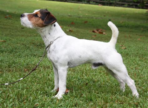 Parson Jack Russell Terrier: Razza - Descrizione - Carattere - Cuccioli ...