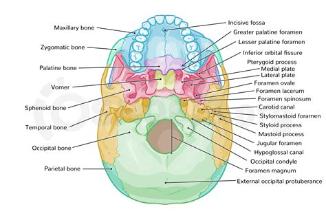 Anatomy of the cranial base | Osmosis