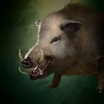Boar - bg3.wiki