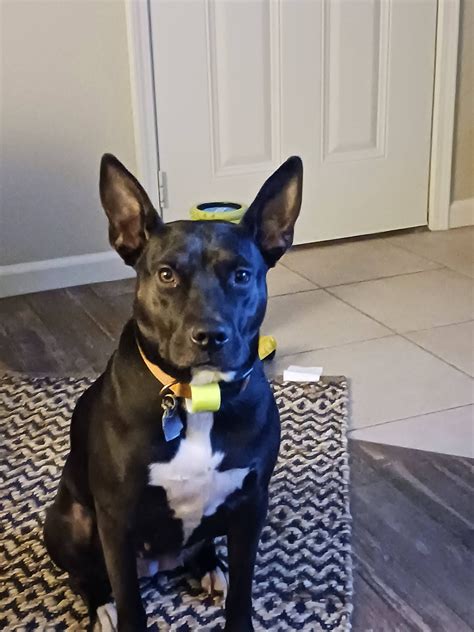 NEA HUMANE SOCIETY - 6111 E Highland Dr, Jonesboro AR 72401 - Loc8NearMe