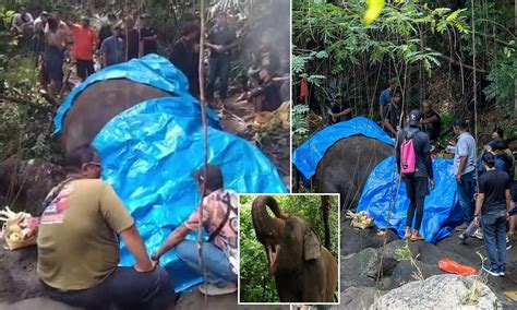 Beloved attraction at Bali Zoo dies in tragic circumstances