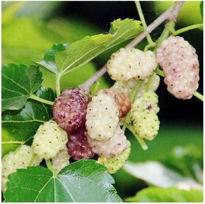 MODERN PLANT Shahtoot/Mulberry Plant Price in India - Buy MODERN PLANT ...