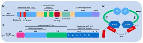 Emerging Screening Approaches in the Development of Nrf2–Keap1 Protein ...