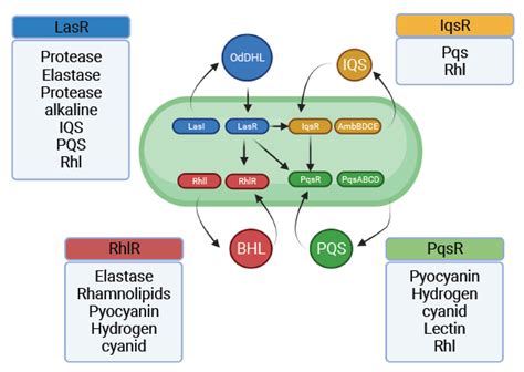 Pathogenesis of the Pseudomonas aeruginosa Biofilm: A Review