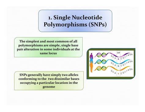 Image result for What Is DNA Polymorphism