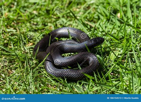 The Mexican Black Kingsnake Lampropeltis Getula Nigrita is Part of the ...