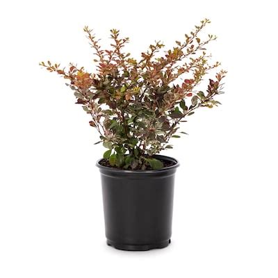 Crimson Pygmy Barberry Plants, Bulbs & Seeds at Lowes.com