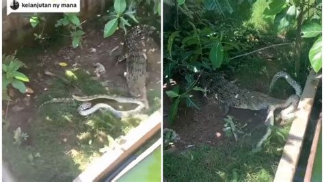 Image result for Python Snake Fight Snake