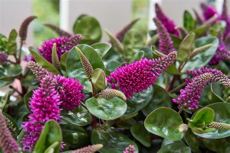 Addenda® starts Hebe season with new and improved varieties | Addenda