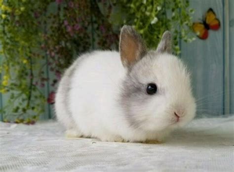 可愛小兔子 | 圖片桌布王 | 653