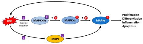 Reactive Oxygen Species Signaling and Oxidative Stress: Transcriptional ...