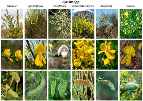 Exploration of Polyphenols Extracted from Cytisus Plants and Their ...