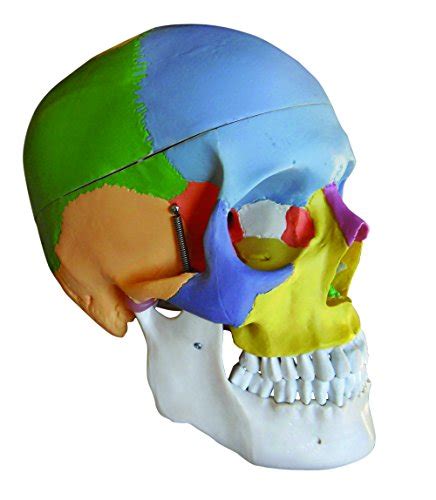 Buy Vision Scientific VAL218 Colored Human Skull | 3parts, Life-Size ...